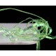 Pearl Braidback, 2.5mm -  Ice Green