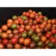 boilies mix 3kg - ovocný mix