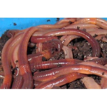 rousnice 10ks v pol. krabičce