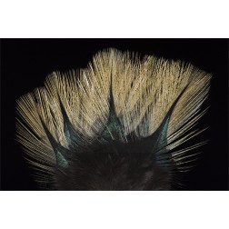 Coq de Leon Pardo Flor De Escoba Sin Perca