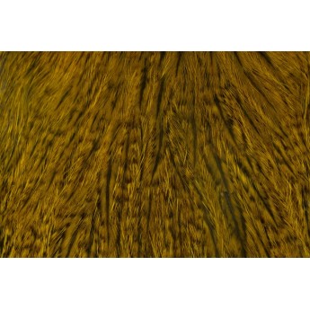 skalp WHITING Coq De Leon Cape - golden olive