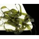 Fine Stretch 4 mm Dark Olive