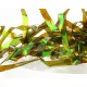 Magic Pearl Strips - Dark Golden Olive
