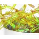 Pearl Strips - Yellow