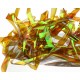 Pearl Strips - Cinnamon