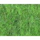 Flash Nymph Dubbing - Lime Green