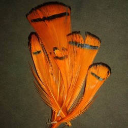 zlatý bažant - Orange