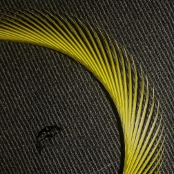 Gosse - srpky - Lt.Olive
